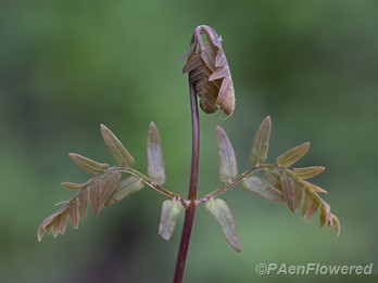 Unfurling blade